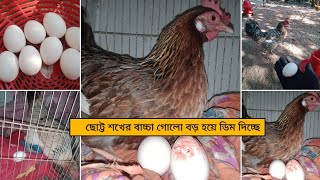 আলহামদুলিল্লাহ আজকে ৪ টা মুরগি একসাথে ডিম দিলো /মুরগির খাবার শেষ চাউল খেতে দিলাম মুরগি দের।