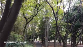 【vlog】公園名曲散歩　vol.2  (小金井公園） 2020/11/12