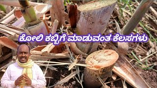 ಕೋಲಿ ಕಬ್ಬಿಗೆ ಮಾಡುವಂತ ಕೆಲಸಗಳು || Sugar cane kannada ✅