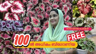 🔴100 ൽ അധികം ബിഗോണിയ ചെടികൾ |   FREE FREE ബിഗോണിയ ചെടികൾ GIVEAWAY 🙌