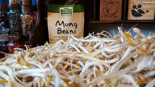 Mung Bean Sprouts-D.I.Y. The "Flower Pot" Method