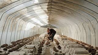 Maitake Mushroom Cultivation