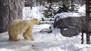 20170211旭川旭山動物園-北極熊