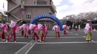 ソーラン山北よさこい２０１４－友和会レッドローズ