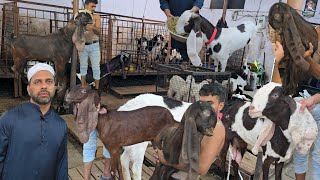 hassan goat farm Hyderabadi goats breedline a1quality female male in @sohailgoatfarm