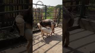 মাশা-আল্লাহ____আলহামদুলিল্লাহ    #animals #everyone #highlights #farming #দুম্বা #cattleloverbd