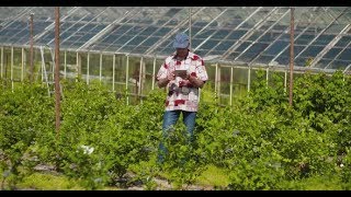 Confident Male Farm Researcher Examining and Tasting Blueberry on Field | Stock Footage - Videohive