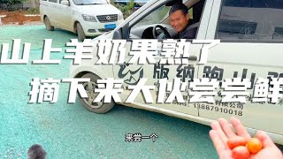 房车营地建设复工，园子羊奶果成熟，摘下给大伙尝尝，这味道绝了【半仙游记】