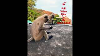 Mirror Prank for Monkey Hilarious | Monkey mirror prank very funny video try not to laugh #shorts
