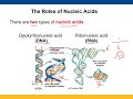 Chapter 5 Nucleic acids section 1