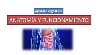Sistema Digestivo Explicado Funciones Anatomía órgano Doovi