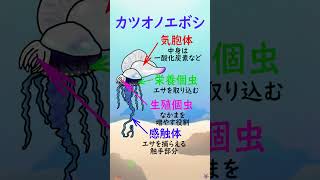 カツオノエボシについて　【1分アクアリウム/海の生き物・魚の生態解説】#shorts #魚  #生態 #海の生き物