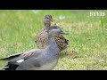 how the new gadwall duck couple came together 4k