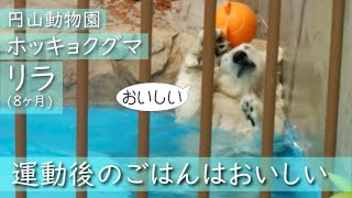 【過去】(リラ8ヶ月)ホッキョクグマ　朝ごはんの前に軽い運動　Polar bear Exercise before meals　#円山動物園 #ホッキョクグマ #リラ