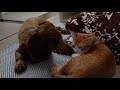 【野良猫ねね】【ダップー犬くう】猫のくしゃみを心配する犬？