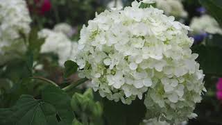 あじさい Hydrangea ไฮเดรนเยีย ดอกไม้แห่งหัวใจด้านชา ว่ากันว่าอย่างงั้น มีหลากสีสัน หลายความหมาย