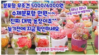 분포함 무조건 5000원/6000원, 수제공방분포함 만원! 진짜 대박농장이죠? 놓치지 말고 확인하세요. 일부 택배가능품목있어요. 심청다육