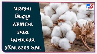 પાટણના સિદ્ધપુર APMCમાં કપાસ મહત્તમ ભાવ રૂપિયા 8205 રહ્યા | APMC | GUJARAT | #Tv9D