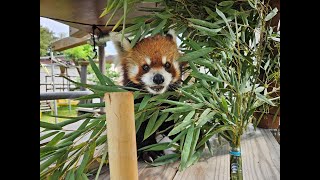 パパとママの動物園講座第３回「レッサーパンダと竹」