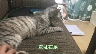 猫の足をくすぐってみた！【猫動画】