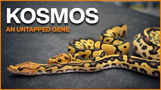 KOSMOS! Exploring an Untapped Ball Python Gene!