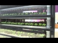 ENEA Channel - Agricoltura sostenibile: la Vertical Farm made in Italy