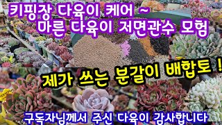 내가 쓰는 분갈이 배합토!🌸 키핑장 다육이 이모저모 물반응 못하는 다육이 모험을 해봐요~🌼구독자님께서 주신 다육이 감사합니다 ~😆