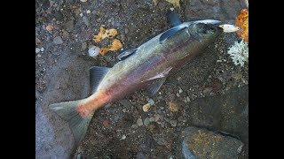 北海道屈斜路湖でメスのヒメマスが釣れました