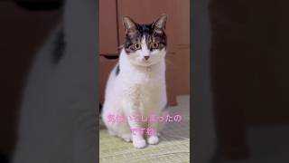 シェリルもだった#shorts #保護猫