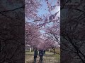 【満開】坂戸市入西の北浅羽桜堤公園