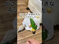 掃除してるといつもこれ インコ 可愛い ペット 鳥 マメルリハ マメルリハインコ おしゃべりインコ ズグロシロハラインコ シロハラインコ 面白動画