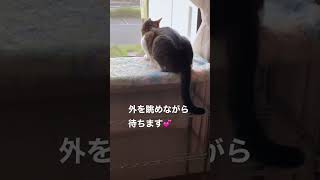 朝ご飯のあと、私を起こしに来る猫達💕😊