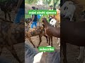 sojat sirohi ajmera goat farming oms gujri bittugoatfarmajmer 7014264479📞📞