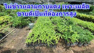 ขายต้นไผ่ข้าวหลามกาบแดง เพาะเมล็ด กระบอกข้าวหลามราคาดี