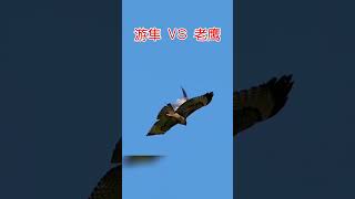 游隼 VS 老鹰 强中更有强中手#游隼 #老鹰