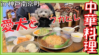 【犬と行けるレストラン】春節祭の中華街でフカヒレを食べた過ぎる愛犬トルテ🐶最後おまけあり💓(トイプードルのTorte channel）