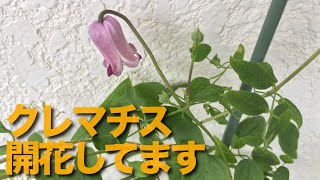 Flower466バルコニー 薔薇の開花とクレマチスの開花