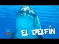 El Delfín | Videos Educativos para Niños