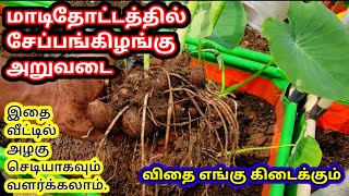 மாடி தோட்டத்தில் சேப்பங்கிழங்கு அறுவடை | seppankilangu | colacasia plant | taro root cultivation