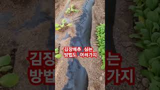 김장배추 심는방법 #효녀심청  #시골#가수 금자란