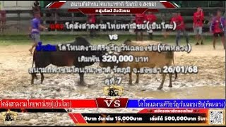 คู่ที่ 7 สนามชนโคนานาชาติ รัตภูมิ จ.สงขลา 26/01/68 🔴#งามไทยพาณิชย์ vs 🔵#โหนดงามศิริขวัญวันฉลองชัย