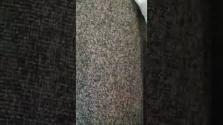 satisfying Upholstery cleaning very dirty chair, watch until the end Miami Service