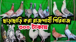 সবচেয়ে কমদামে ছাড়াছাড়ি করা রাজশাহী গিরিবাজ কবুতর কিনুন | কবুতরের ফেরিওয়ালা | Pigeon market |