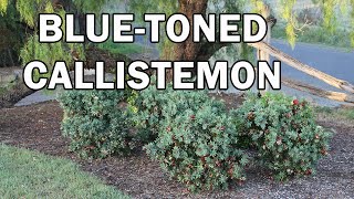 BETTER JOHN™ Callistemon is a 'better' bred Bottlebrush | Ozbreed Native Shrubs \u0026 Groundcovers