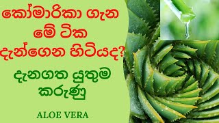 කෝමාරිකා ගැන මේ ටික දැන්ගෙන හිටියද ඇතමෙකු පොල් කිරි යොදා ආහාරයක් ලෙසත් සිසිල් බීමක් ලෙසත් පානය කරයි