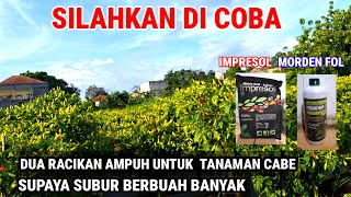 DUA RACIKAN AMPUH !! KOCOR SPRAY SUPAYA TANAMAN  CABE SUBUR BERBUAH BANYAK