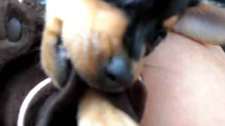 SDC11142.AVI