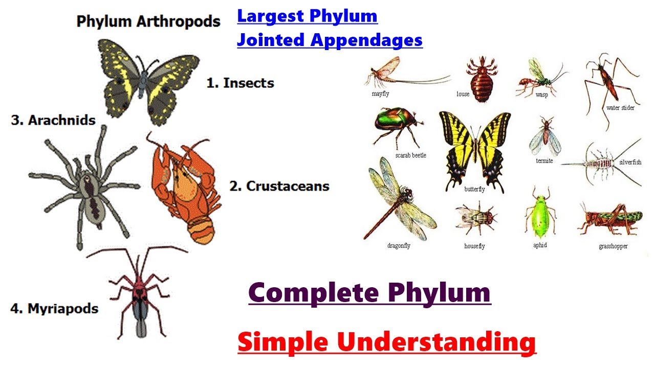 Phylum Arthropoda Examples Arthropods Facts Worksheets