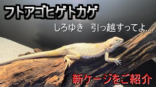 新しいケージにお引越し！しろゆきが流木に激おこ！？