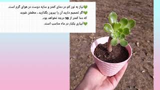 چن تا معرفی و نحوه نگه داری کاکتوس و ساکولنت💚🌵🌱